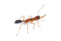Indian Jumping Ant (<i>Harpegnathos saltator</i>)