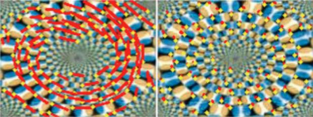 The DNNs Detected Optical Flow Vectors in the Illusion