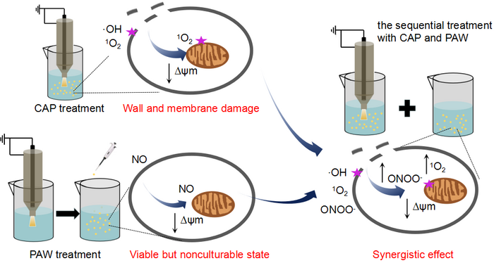 Synergistic Effect under Low Temperature Plasma Ensures Enhanced Inactivation of Fungi