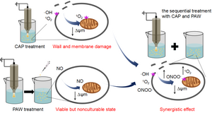 Synergistic Effect under Low Temperature Plasma Ensures Enhanced Inactivation of Fungi