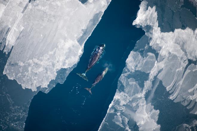 Bowhead Whales in the Arctic