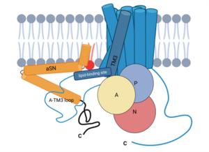 Natural aSN activates an important calcium pump in the cell membrane