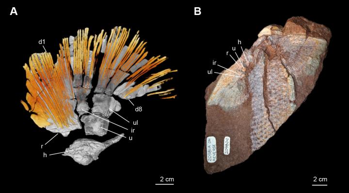 Sauripterus taylori.