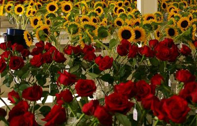 Extending the Vase Life of Cut Flowers: Pre-treatments and Preservatives Studied