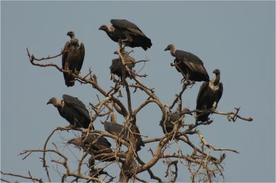 Vultures