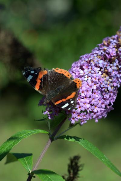 Butterfly Bush