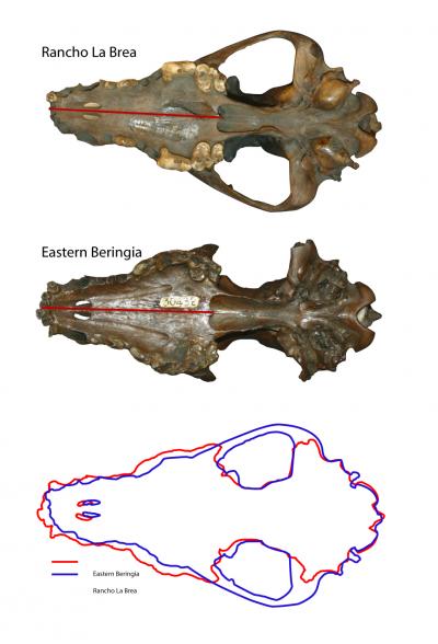 Pleistocene Wolf Skulls