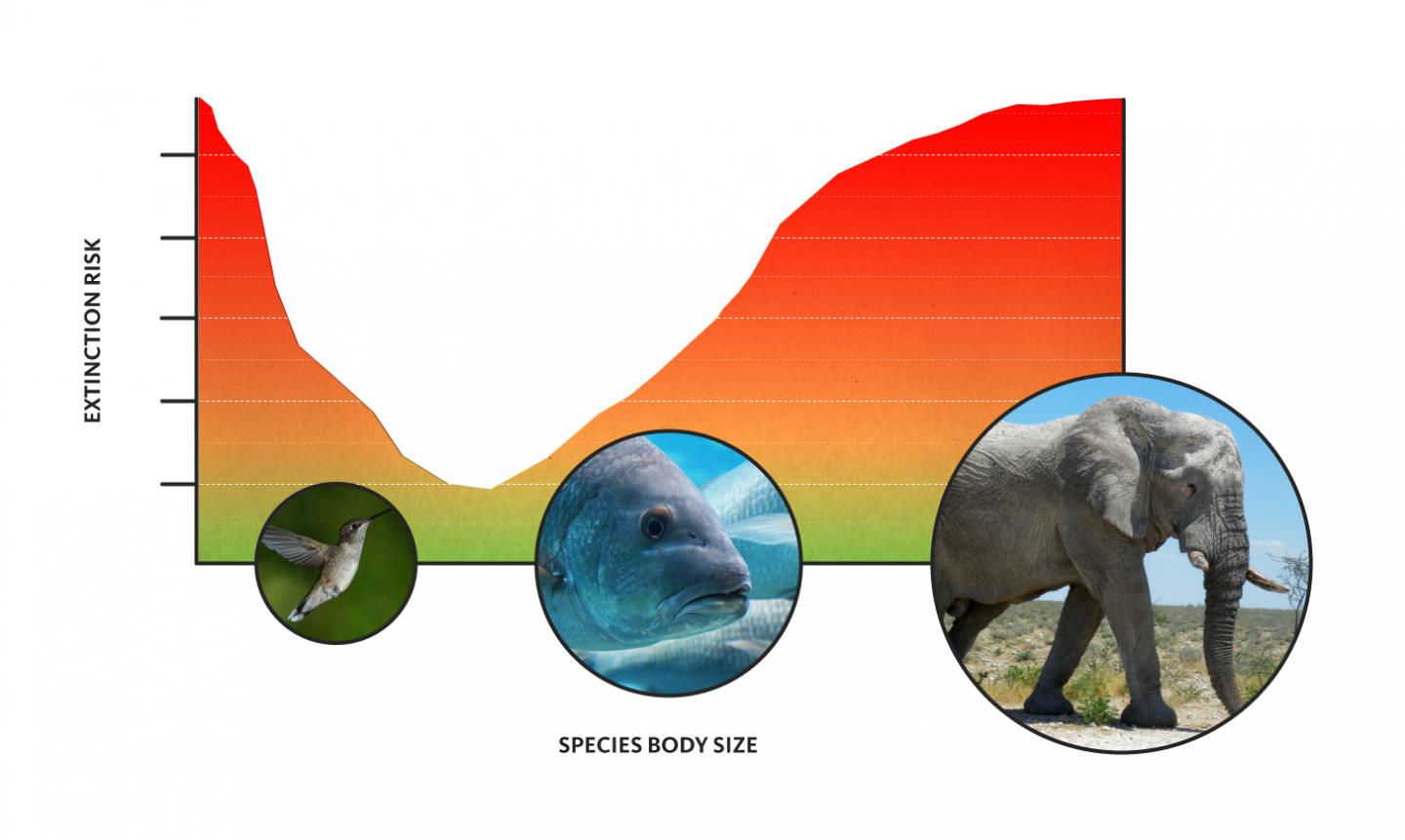 Illustration Showing Animal Extinction Risks from Small to Large Body Sizes