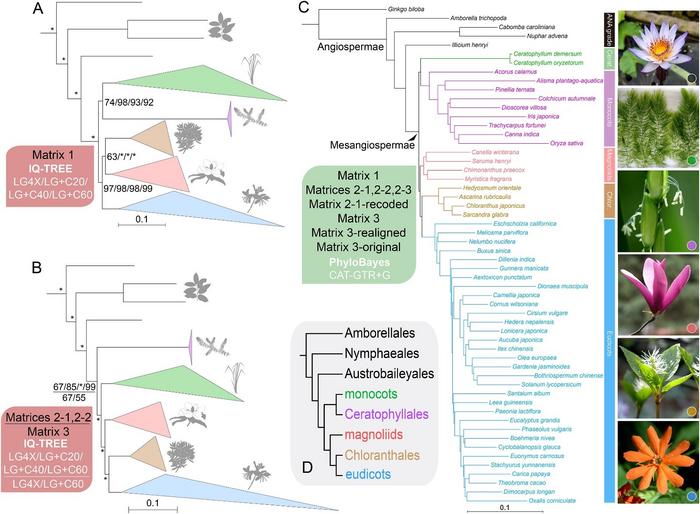 PHYLOGENOMIC ANALYSES OF NUCLEAR GENOME-SCALE DATA