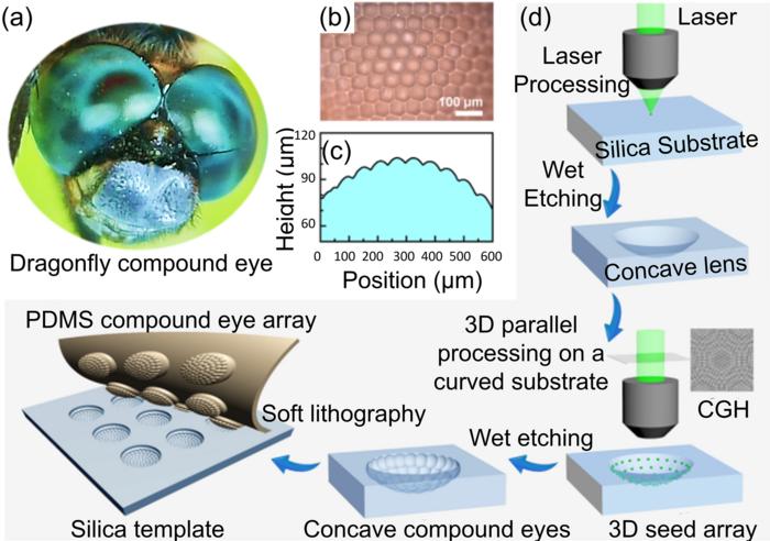 The basic concept of the parallel fabrication of complex 3D compound eyes by fs-laser ablation and wet etching.