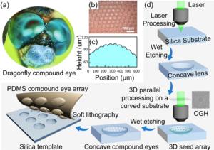 The basic concept of the parallel fabrication of complex 3D compound eyes by fs-laser ablation and wet etching.