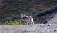 Wolf in Denali-1