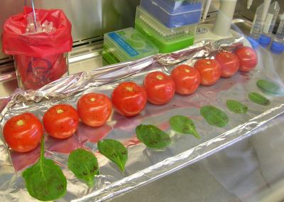 Salmonella-Contaminated Produce