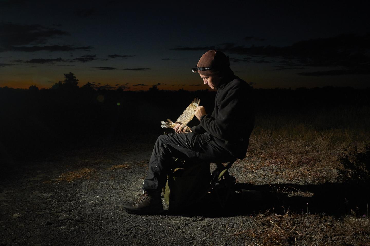 Gabriel with Nightjar 1