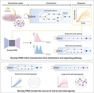 Figure 1. Illustration of the use of the deep learning algorithm (Density-PINNs) for inferring the distribution for signal transduction time delay and elucidating the causes of heterogeneity among cells