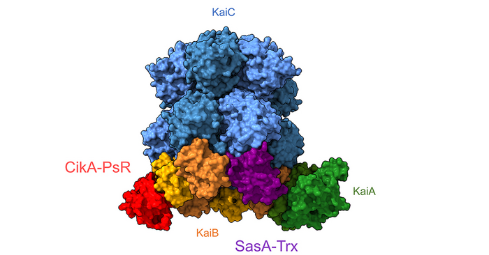 Molecular Model