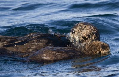 Sea Otter Mom and Pup
