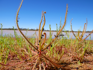 Carnivorous plant with captured prey