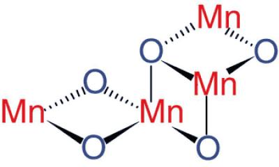 Arrangement of Atoms in the Heart of Photosystem II