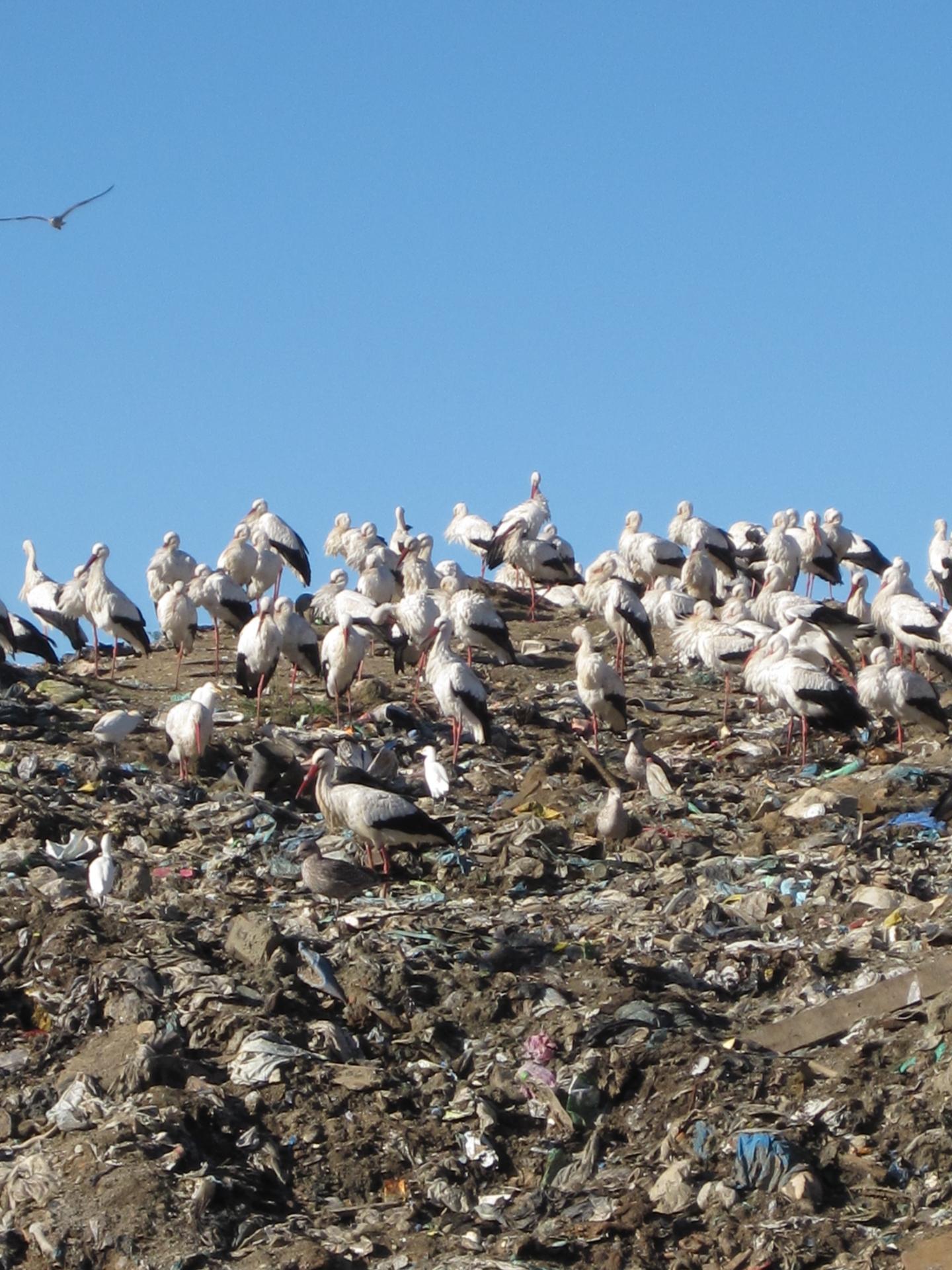 Storks on a Landfill Site, Portugal