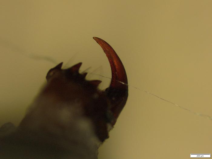 Optical microscope image of a spider's fang superimposed with a silk fiber