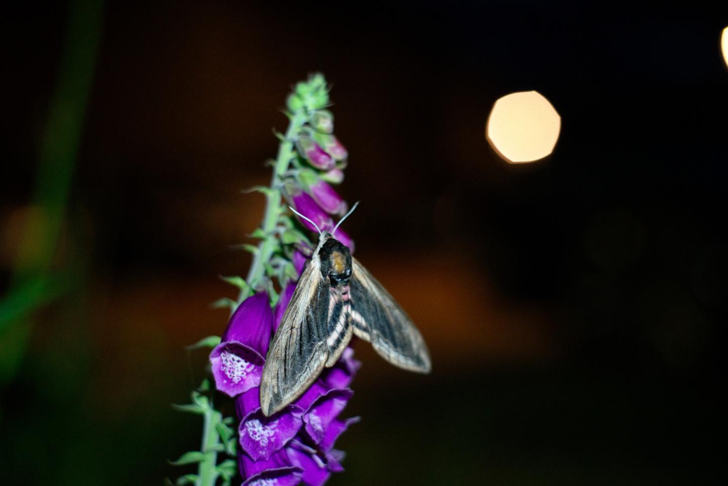 Privet hawkmoth