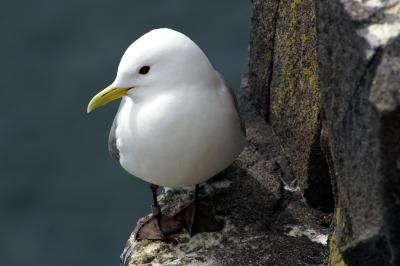 Kittiwake on the Isle of May