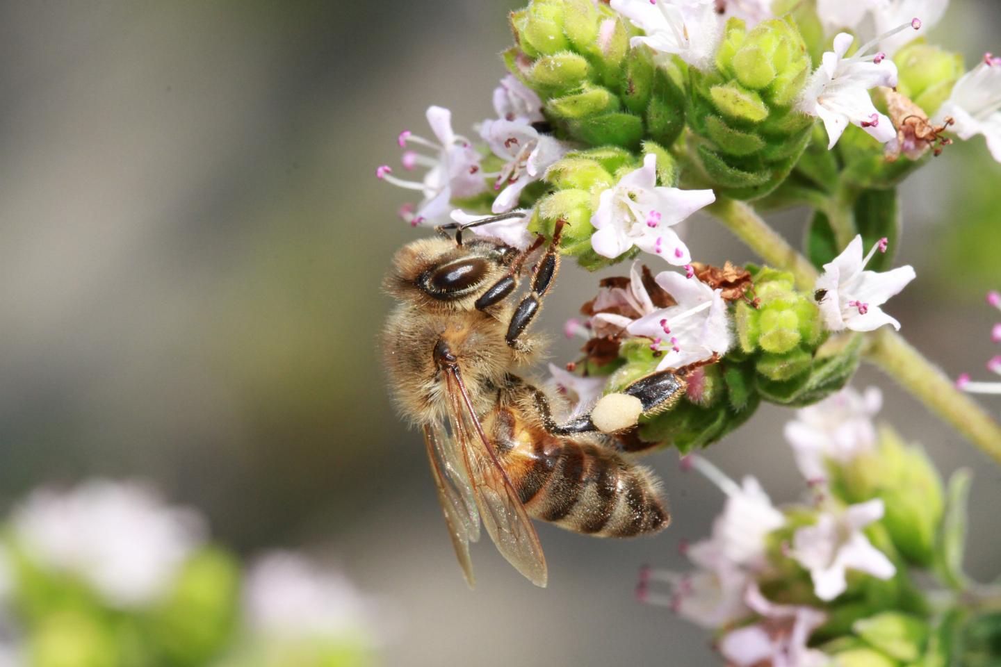 Evaluating competition for forage plants between honey bees and wild bees in Denmark