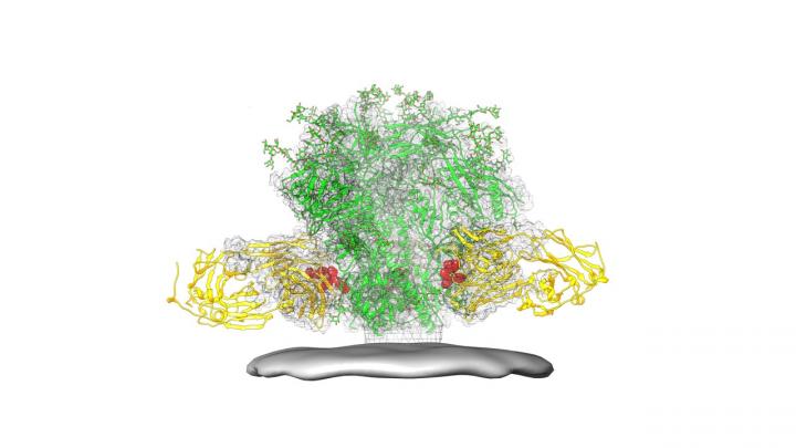 Fusion Peptide Epitope on HIV Spike