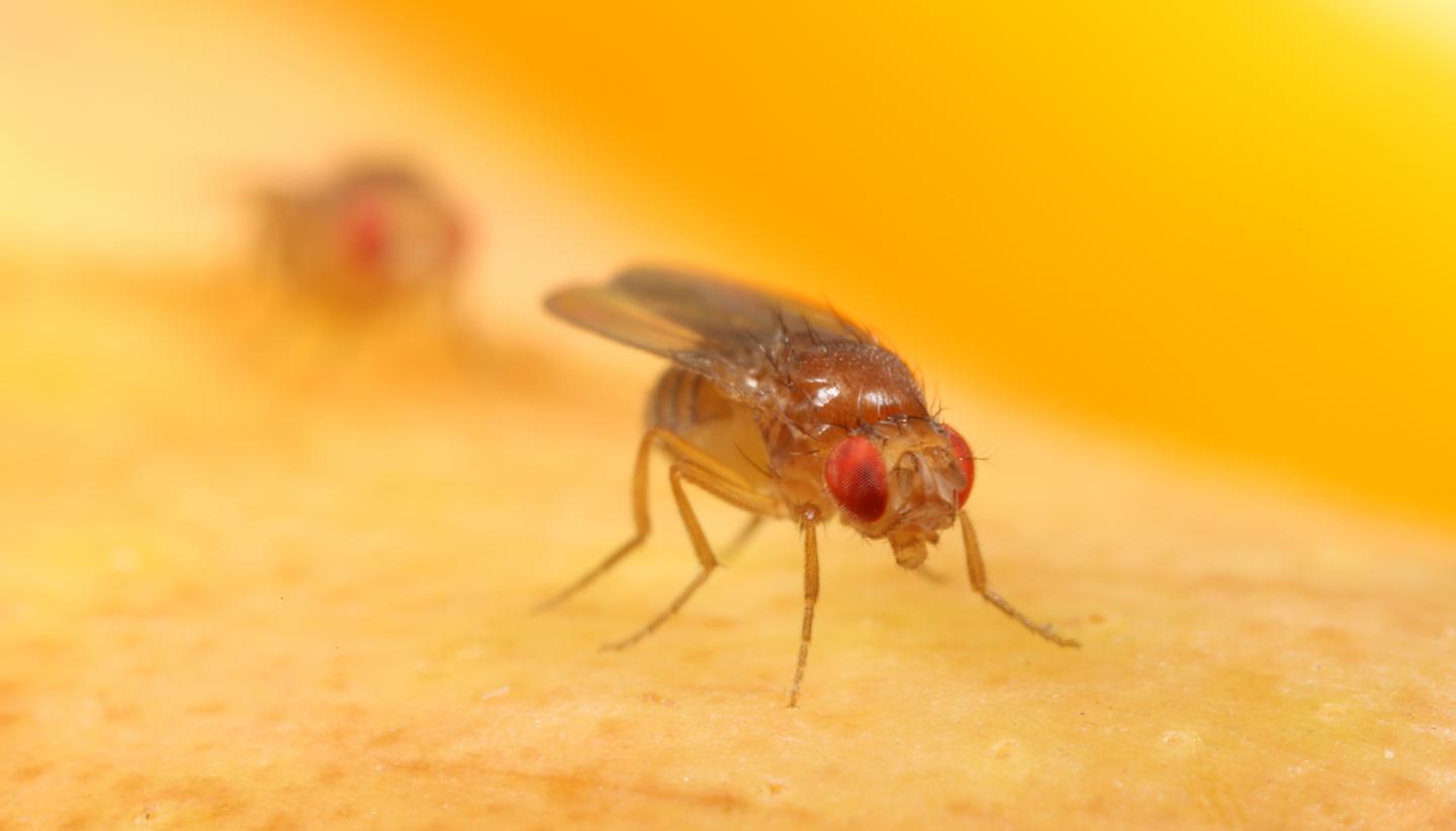 Fruit Fly (<i>Drosophila melanogaster</i>)