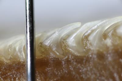 A Slice of a Cat Tongue, Displaying Papillae Embedded in Tissue