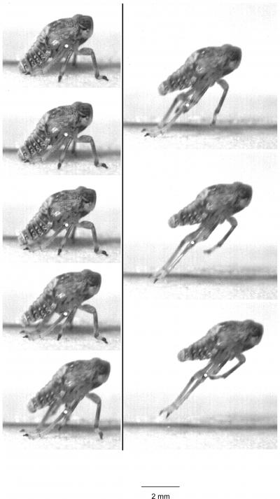 Mechanical Gears 'Invented' by Insects (7 of 10)