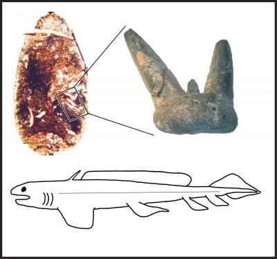 <i>Orthacanthus</i> Illustration