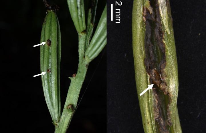 What's Eating These Endangered Orchids?