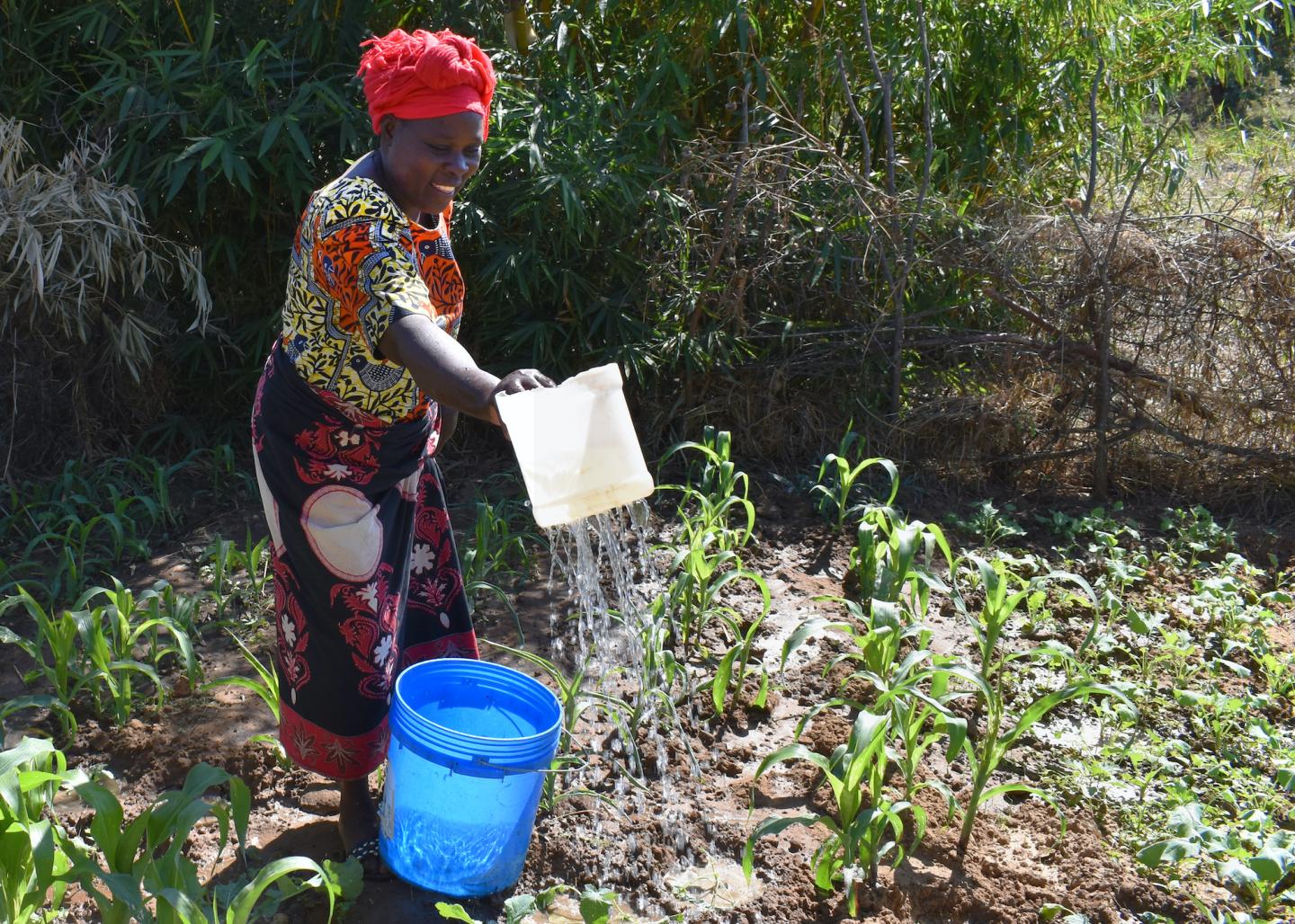 Watering a Zambian garden