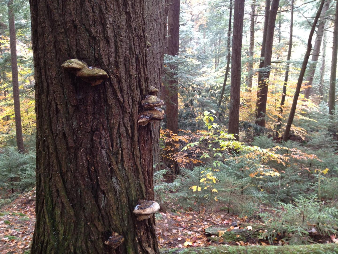 Old Growth Forest in the Adirondacks