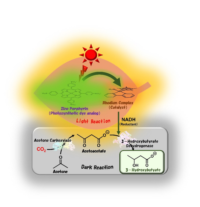 Visible light-driven 3-hydroxybutyrate production from acetone and CO2