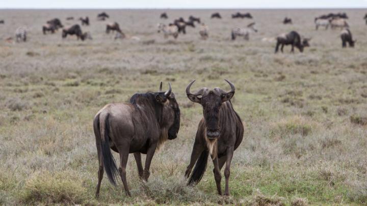 Wildebeest Migration in the Serengeti