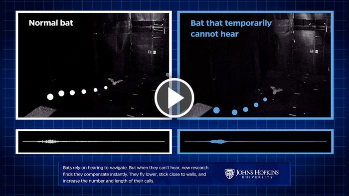 Bats’ Amazing Plan B for When They Can’t Hear/VIDEO