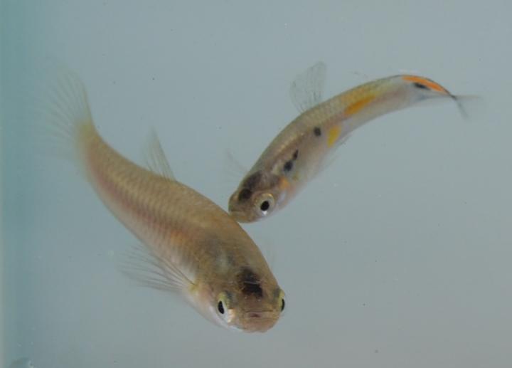 Guppies (1 of 2)