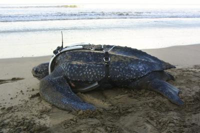 Tagged Leatherback