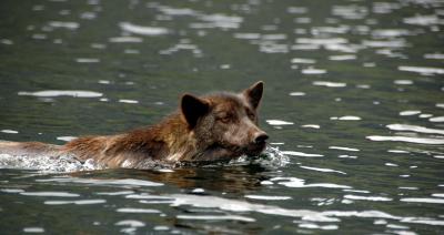 Genetic Differences among Wolves in Coastal British Columbia (1 of 2)