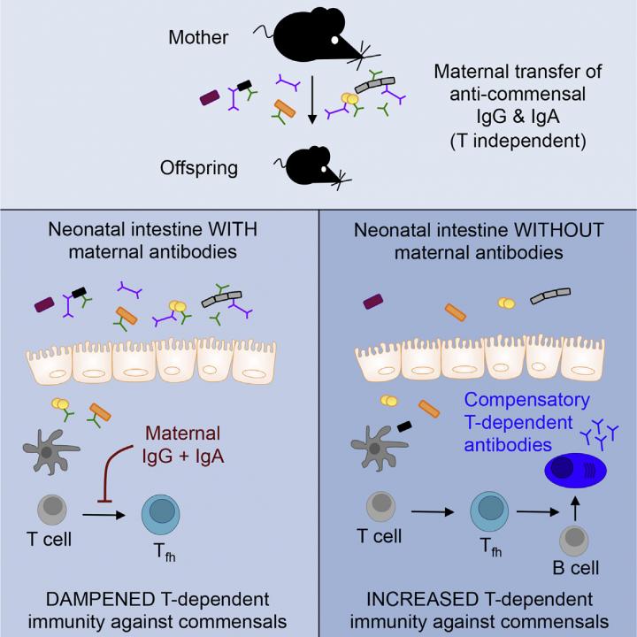 IgG Antibiodies Help Reinforce Intestinal Immunity