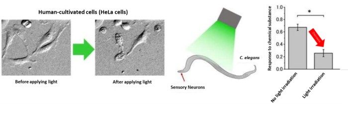 Triggering Cellular Apoptosis by Optical Targeting