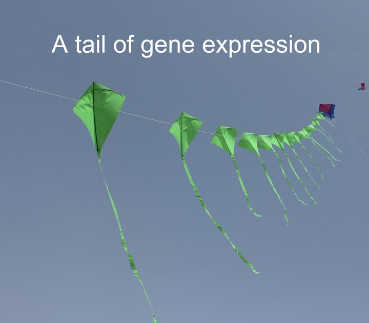 A Tail of Gene Expression