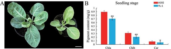 Phenotypes of the parental lines and quantification of pigments.