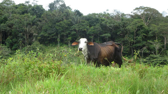 A silvopastoral farm in Colombia, South America, where trees and forage plants are planted in livestock pasture.