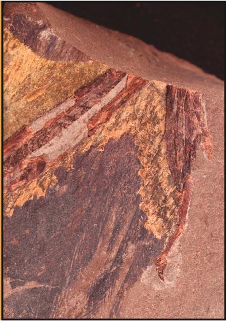 The Fossil Wing of a 125-Million-Year-Old Bird