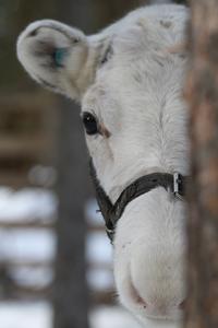 Ensuring reindeer welfare