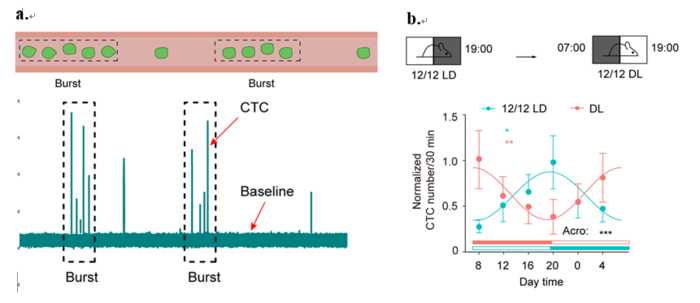 CTC occurrence at different time scale